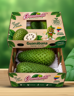 presentacion_web caja de guanabana de exportacion_guanabanito